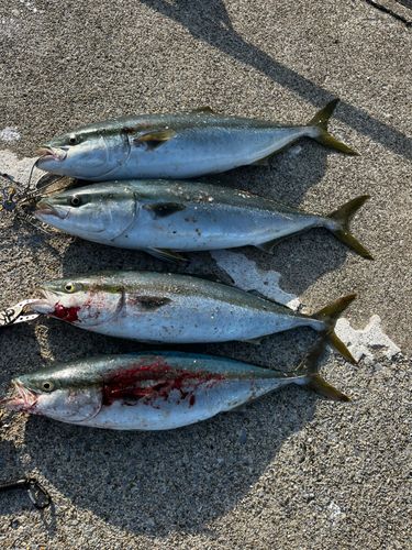 ブリの釣果