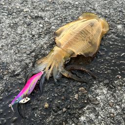 アオリイカ