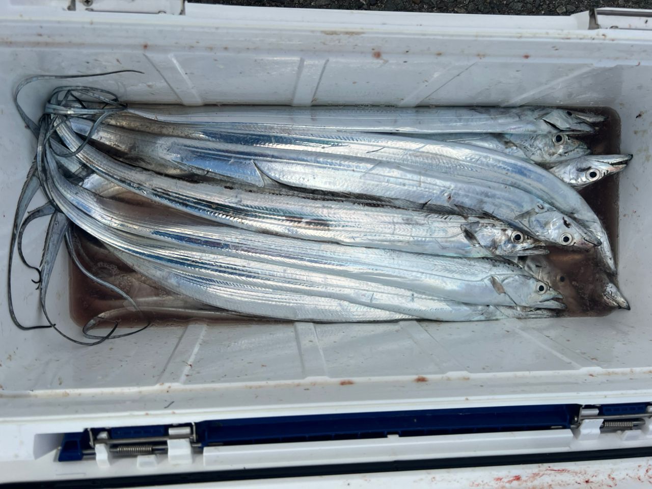 DAIWA 19極鋭 タチウオ テンヤ SP EX AGS 178の最安値・インプレ