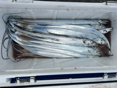 タチウオの釣果