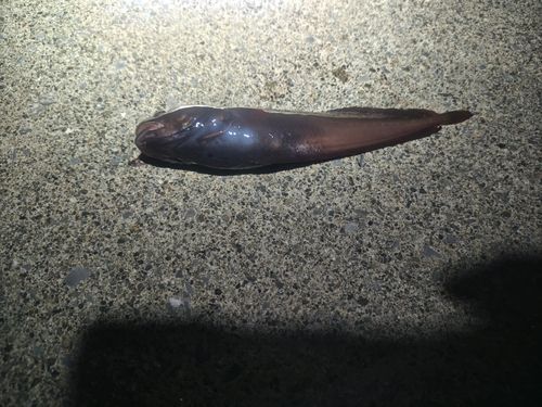 ドンコの釣果