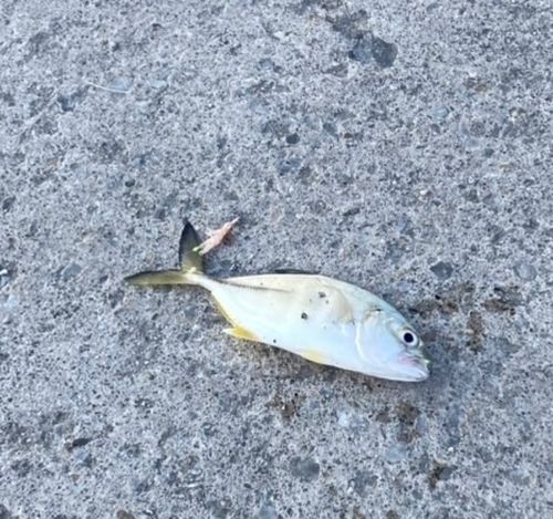 メッキの釣果