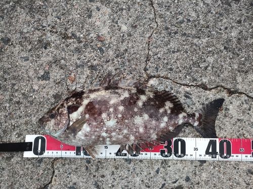 アイゴの釣果