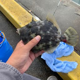 ワカサギ