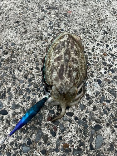 コウイカの釣果