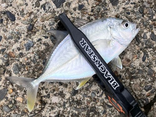 メッキの釣果