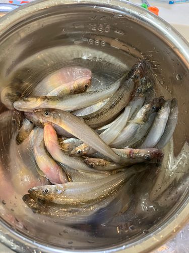 マハゼの釣果