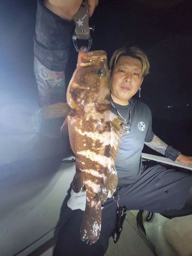 アコウの釣果