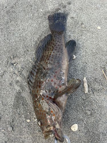 チャイロマルハタの釣果