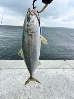 ワカシの釣果