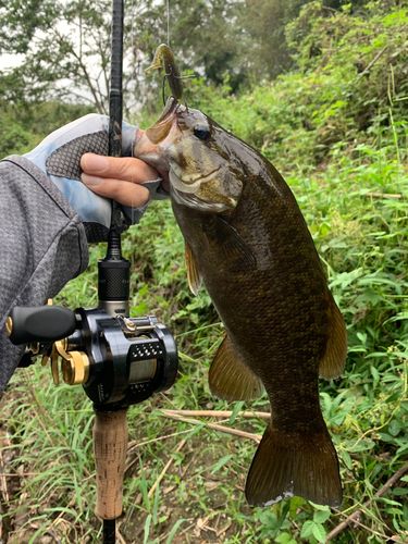 スモールマウスバスの釣果