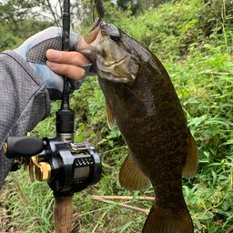 スモールマウスバス