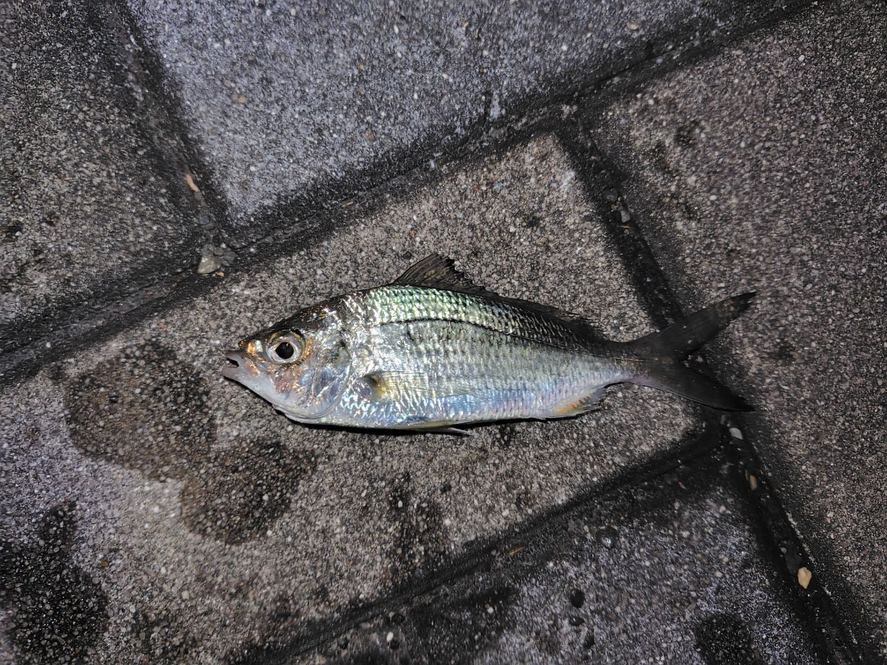 クロサギ