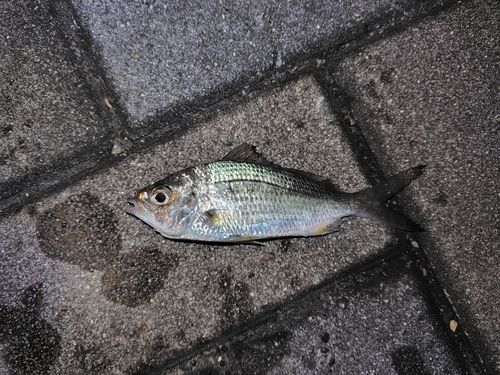 クロサギの釣果