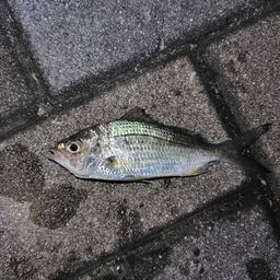 クロサギ