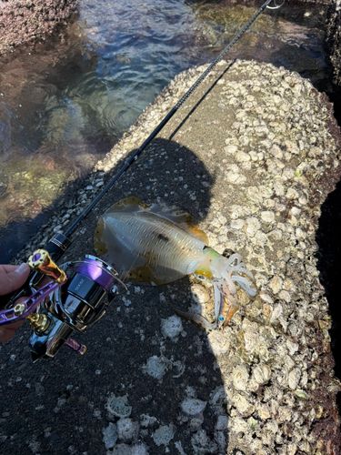 アオリイカの釣果