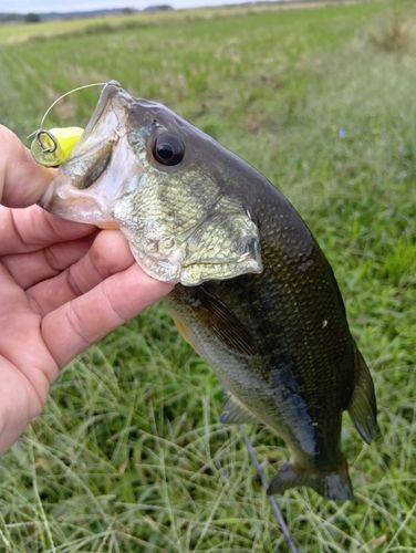 ラージマウスバスの釣果