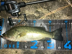 ブラックバスの釣果