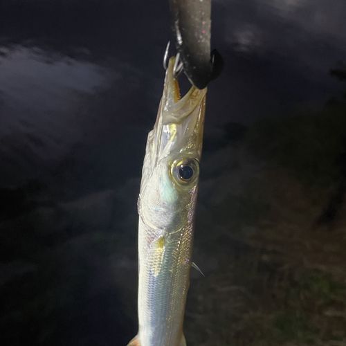 アカカマスの釣果