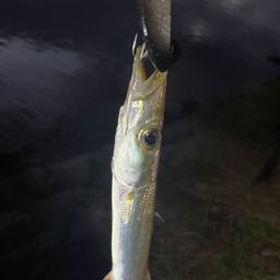 アカカマス