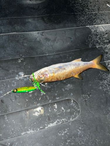 ムツの釣果