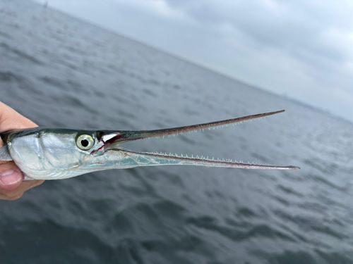 ダツの釣果