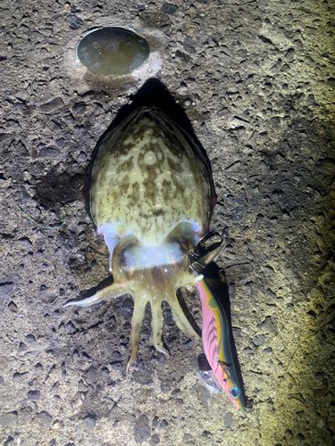 モンゴウイカの釣果