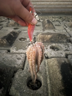 タコの釣果