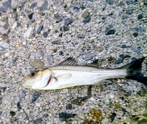 セイゴ（マルスズキ）の釣果