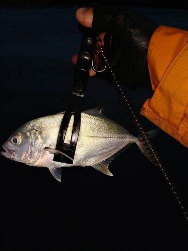 メッキの釣果