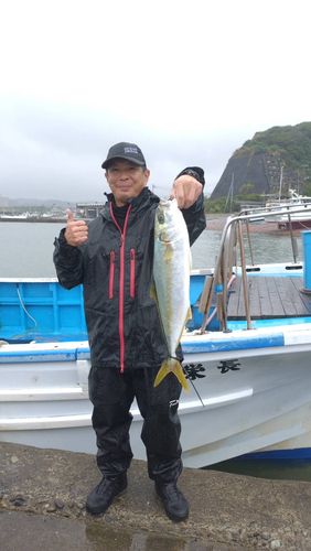 ヒラマサの釣果