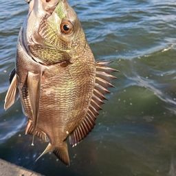 クロダイ