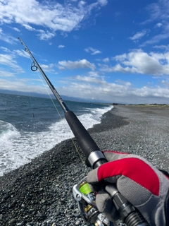 クサフグの釣果