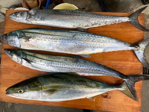 サワラの釣果