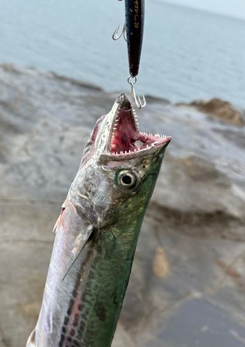 サゴシの釣果