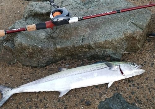 サゴシの釣果