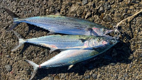 サゴシの釣果