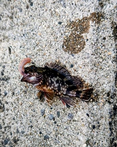 カサゴの釣果