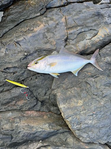 ネイリの釣果