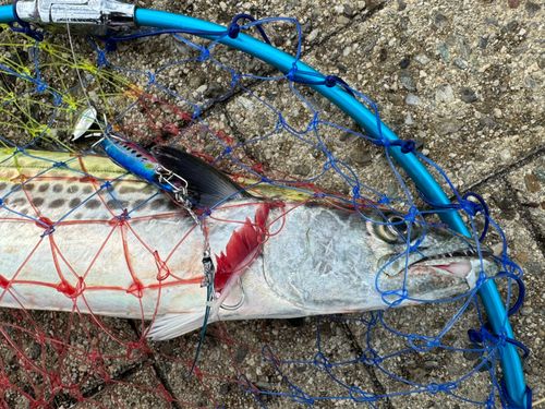 サゴシの釣果