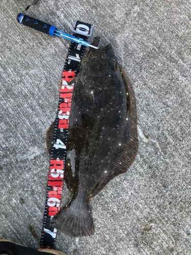 ヒラメの釣果