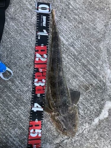 マゴチの釣果