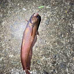 チゴダラ