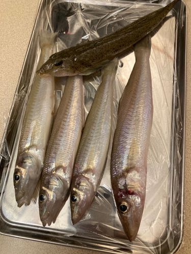 キスの釣果