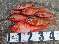 アカハタの釣果