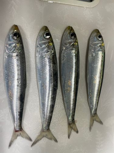 秋田県南部