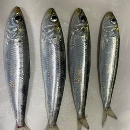 マイワシ