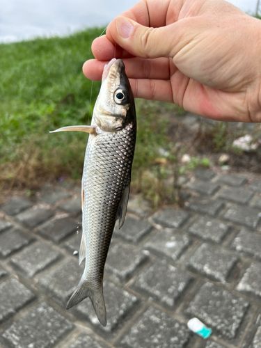 ニゴイの釣果