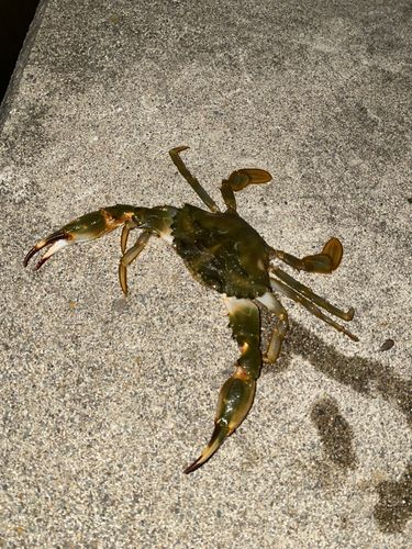 カニの釣果