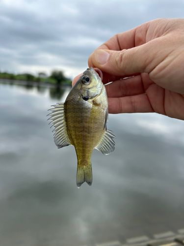 ブルーギルの釣果